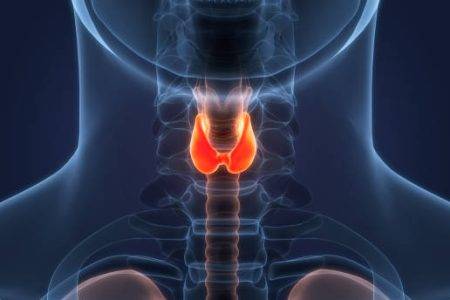 Conociendo nuestro instrumento – El cartílago tiroides